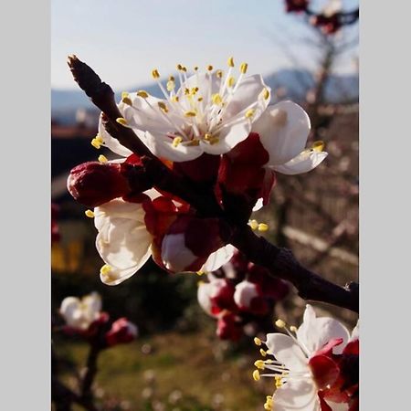Villa Wachtertor Krems an der Donau Dış mekan fotoğraf